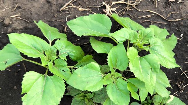 Fresh Sunflower Leaves on Dark Soil, Early Stage of Plant Growth, Organic Farming in Action, Green Plants Emerging, Garden Life Awakening, Nature s Renewal in Spring, Agricultural Progress Captured