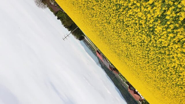 Drohnen-Luftaufnahme eines bl&uuml;henden Rapsfeldes im Fr&uuml;hling &ndash; gelbe Agrarlandschaft aus der Vogelperspektive