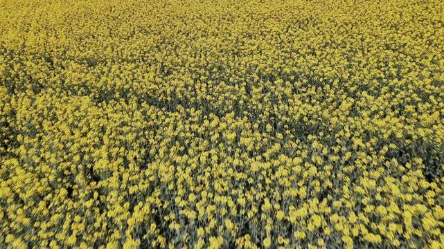 Drohnen-Luftaufnahme eines bl&uuml;henden Rapsfeldes im Fr&uuml;hling &ndash; gelbe Agrarlandschaft aus der Vogelperspektive