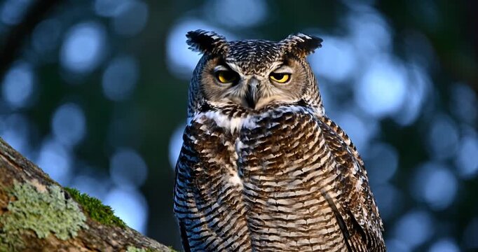 Great horned owl perched on a tree branch, vocalizing in a lush forest environment at dusk