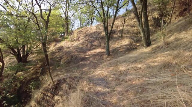 Sunlit dry path through trees on sunburnt hillside with brittle brown grass, slow steady walking pace imagined, warm golden tones, quiet solitude, textured trail and scattered