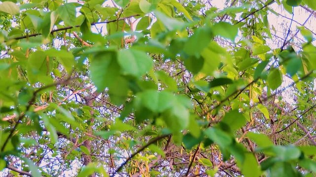 Beautiful Nature Bilva tree, a sacred plant wind in the air spring season