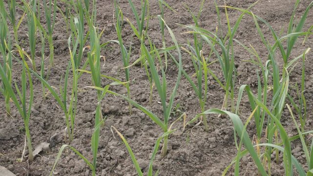 young garlic growing Allium sativum