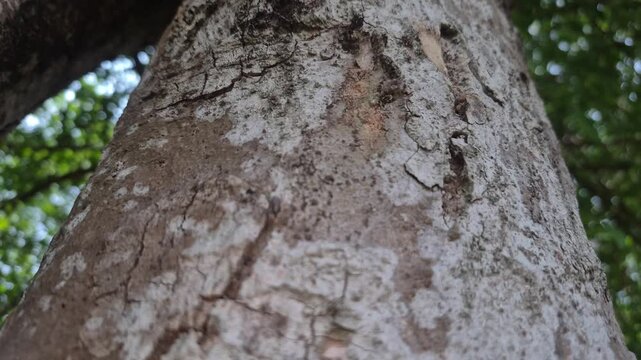 closeup of the natural texture of the bark of a tree trunk in the forest. camera movement up. abstract background. slow motion.