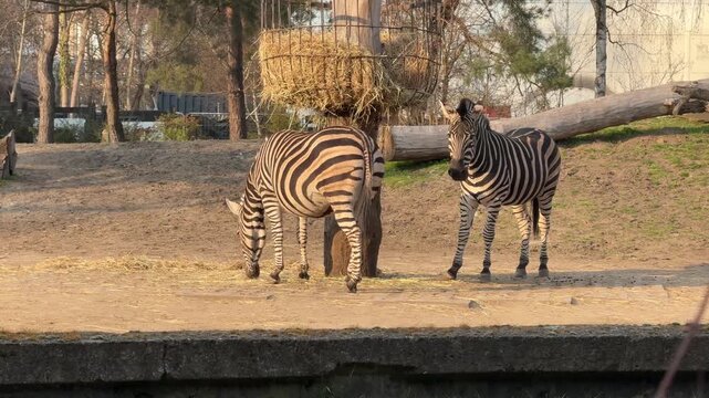 Two zebras walking and grazing in a sunny zoo enclosure with distinctive black and white stripes patterns visible.
