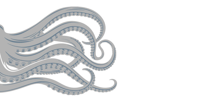 Tentacles of an octopus, Tentacles banner. Octopus tentacle sketch element. Decorative engraving sea animal parts vector poster, The tentacles on white background