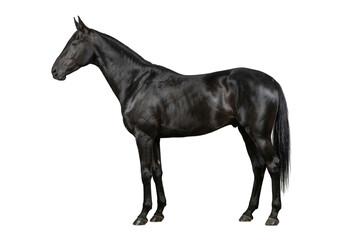 Fototapeta premium Side view of a majestic black Akhal-Teke horse