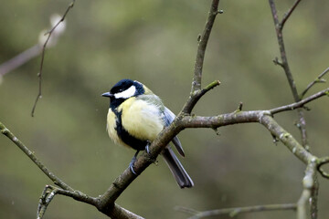 Great tit bird perched on a bare branch in early spring © k49red