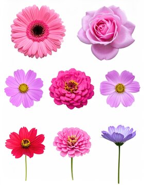 flowers collection, set isolated on white background 