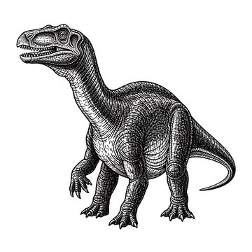 Engraving style illustration of a prehistoric Iguanodon dinosaur.