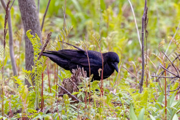 Obraz premium The American crow (Corvus brachyrhynchos), large, intelligent, all-black birds with hoarse, cawing voices. 