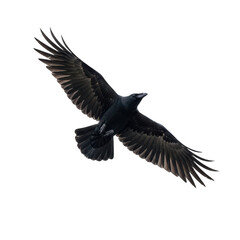 Fototapeta premium Black bird with wings spread wide in flight