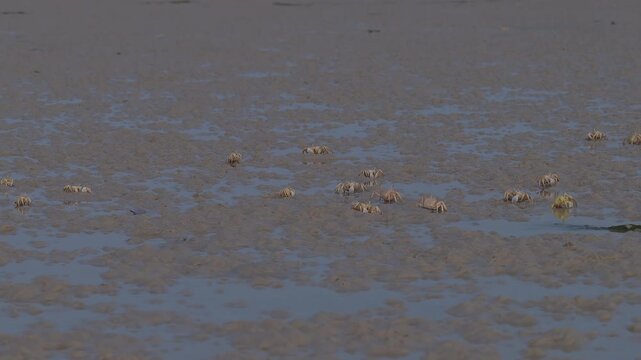 Colony of soldier crabs walking on wetland mudflats, socotra island