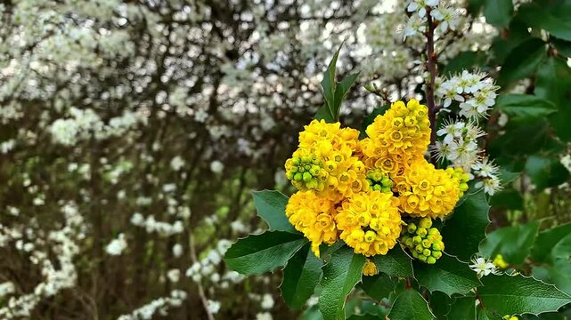 Close-up of a yellow blooming forsythia taken against the blue sky and moving in the spring air