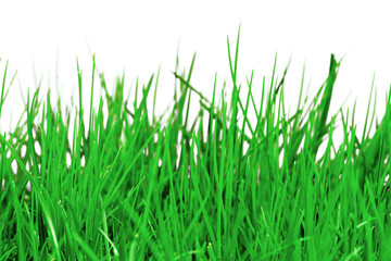 Obraz premium green grass of high-qualityisolated on a transparent background, perfect for adding to your design.