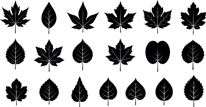 Black Leaf Silhouette Icon Set with Maple, Oak, and Various Botanical Tree Leaf Shapes for Nature and Ecology Designs