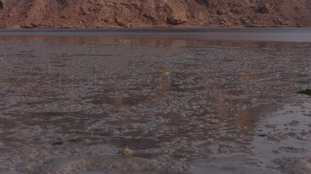 Aerial view of fiddler crabs gathering on a muddy beach, socotra isalnd