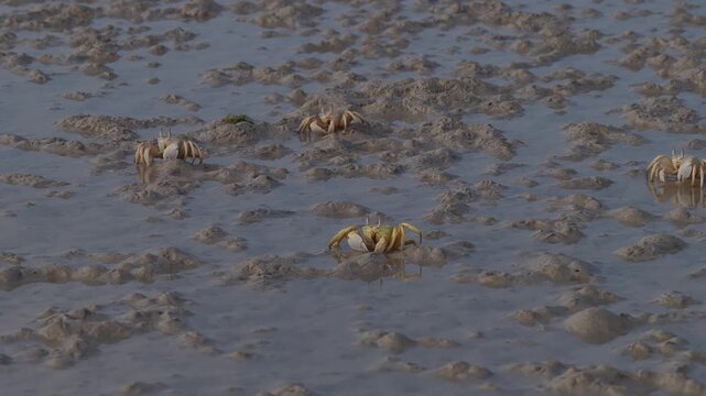 Group of sand bubbler crabs foraging on a muddy beach, socotra island