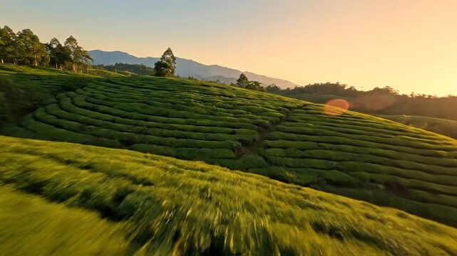 Rolling green tea plantation at sunrise with mountains in the background