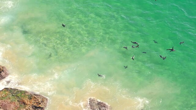 Murky water mix with clear blue ocean water at Robberg with frolicking fur seals