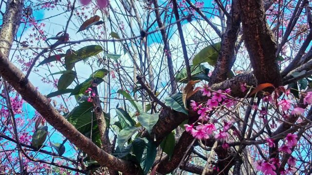 Wild Himalayan Cherry Sakura Trees In Khun Chang Kian Village In Chiang Mai, Thailand. Handheld Shot