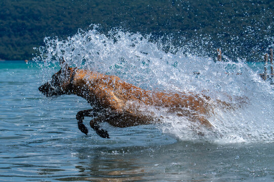 Arya