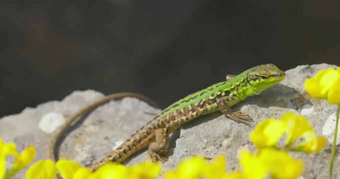Dalmatian Wall Lizard (Podarcis melisellensis) on Coastal Rocks in Croatia
