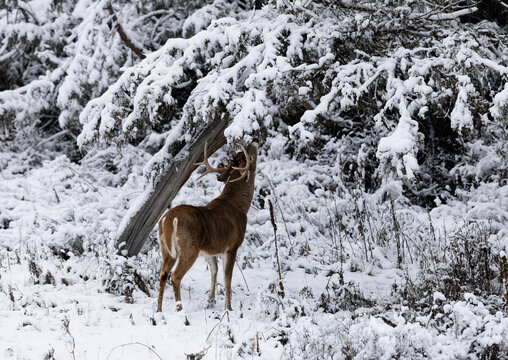 Trophy Whitetail Buck Checks Licking Branch at Breeding Scrape