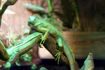 Fototapeta premium Tree branch with large green reptile resting
