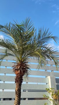 Pygmy date palm with lush green leaves in tropical setting decorative small palm plant in vertical video