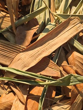 Backlit dry bamboo leaves in the morning sun with a dark natural background