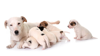 Naklejka na ściany i meble adult and puppies jack russel terrier