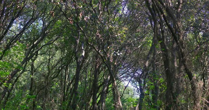 Mediterranean Maquis Forest with Holm Oak Trees on the Adriatic Coast of Croatia