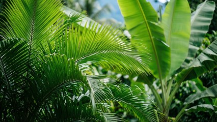 Obraz premium Tropical Palm Leaves Green Lush Foliage — Exotic Nature Background Wellness Design Template Element