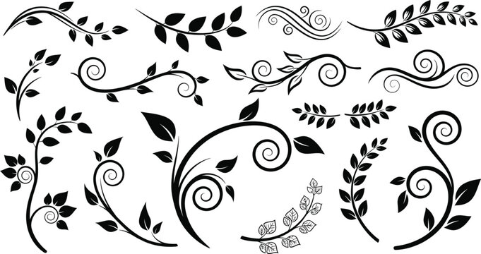 Black floral vine and swirl decorative on white background flourish