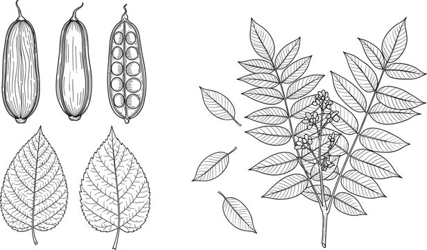 Vintage botanical plant illustration set, detailed hand drawn leaves pods and branch engraving style line art isolated on white background natural design elements