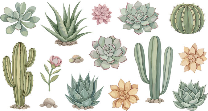 Succulent and Cactus Collection Vector Illustration Featuring Aloe Echeveria Desert Plants and Botanical Elements in Soft Hand Drawn Style