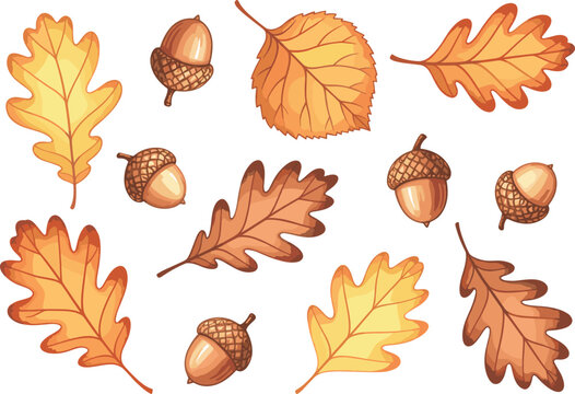 Autumn Oak Leaf and Acorn Vector Set with Golden Brown Foliage for Fall Harvest Festival Decorations Thanksgiving Stationery and Seasonal Forest Nature Designs