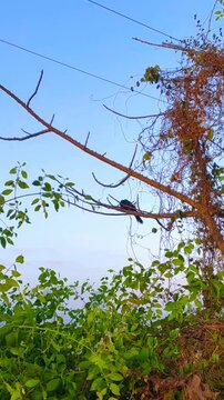 cuckoo bird singing on a tree in the morning.
