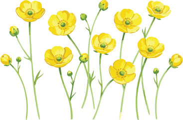 Obraz premium Bright Yellow Buttercup Wildflower Vector Set with Green Stems and Buds for Meadow Landscaping, Spring Garden Designs, Floral Patterns, and Natural Botanical Illustrations