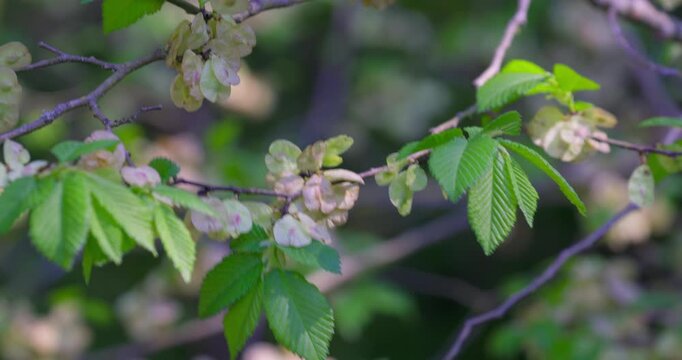 Wych elm (Ulmus glabra) winged seeds &ndash; close-up of samaras on branch