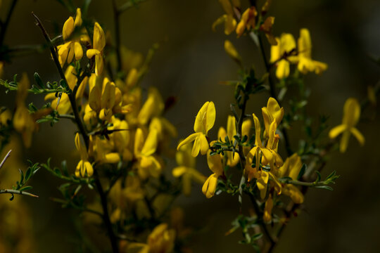Close-up of flowering Genista broom bush with yellow blossoms in spring