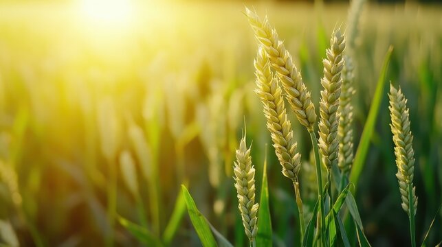Golden wheat stalks sway gently in warm sunlight across a lush agricultural field, symbolizing sustainable food production and growth.