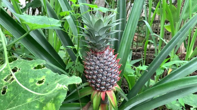pineapple in the garden