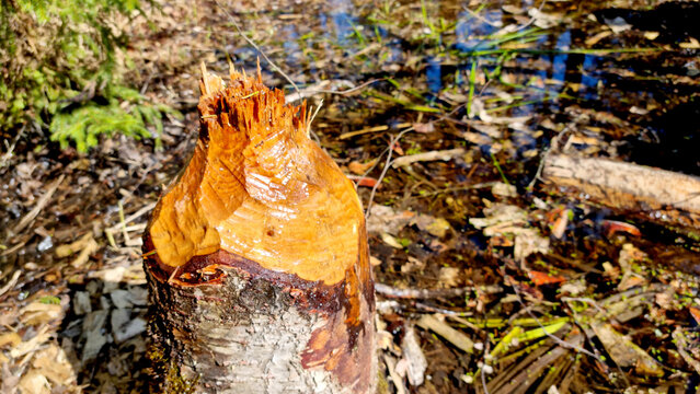 Birch stump. A birch tree felled by a spring. Birch sap flows from the stump. The beaver is a pest, an ecological disaster. 