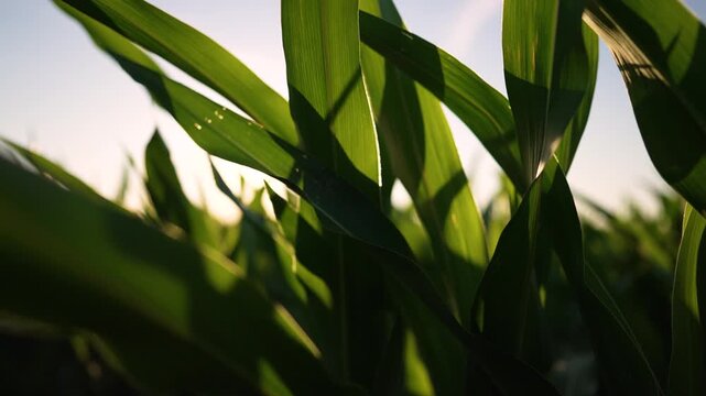 Sunlight filtering through corn leaf in dense vibrant green crop field with tall stalk and leaf bright sunlight creates translucent texture and soft shadow plant growth suggests summer and health