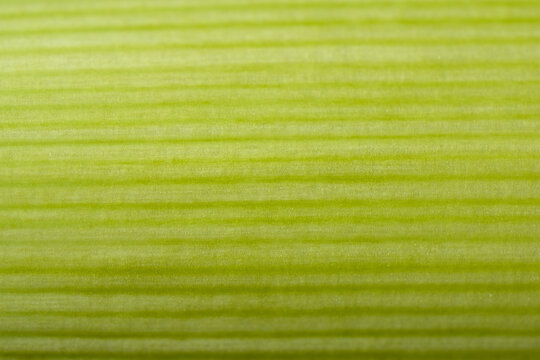 A macro shot of a leek stalk showing the detailed parallel veins and natural ribbed texture in shades of green.