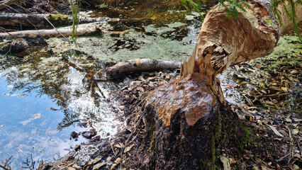 Obraz premium Beaver dam. Muddy pond in the forest. Disruption of the pond's ecological balance.