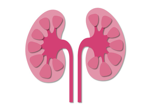 Kidneys and ureters, illustration
