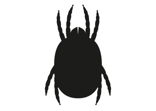 Dust mite, illustration